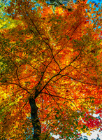 Lake Lynn Fall Maple Colors