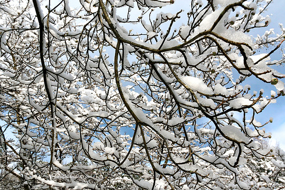 Snow on Crepe Myrtle Boughs 6x9 card