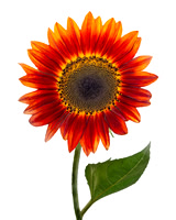 Perfect Large Paintbrush Sunflower on white