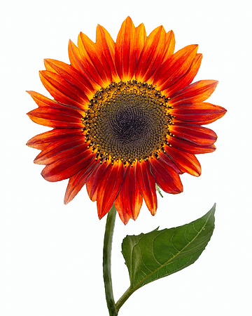 Perfect Large Paintbrush Sunflower on white