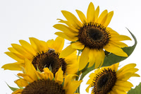Daisy Sunflowers Against White Sky