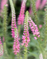 Royal Pink Candles-2