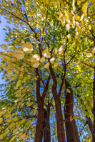 Poplar Trees_colorfx custom