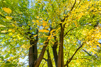 Poplar Trees_colorfx2