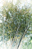 Poplar Trees_colorfx faded vintage