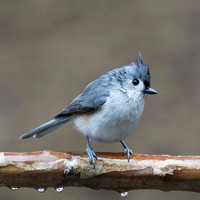 Tufted Titmouse on branch in rain_square