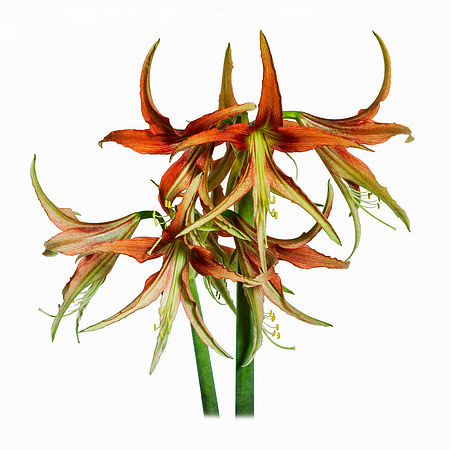 La Paz Amaryllis_square