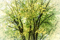 Poplars Full Frontal_colorfx faded vintage
