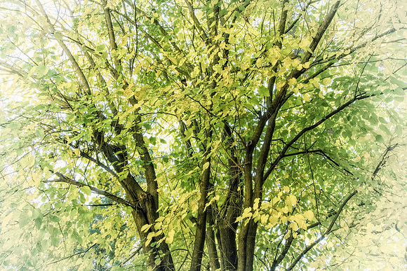 Poplars Full Frontal_colorfx faded vintage