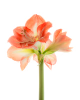 Red Orange Amaryllis 4 blooms-Adams Pictorial Soften Mask