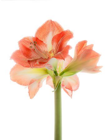 Red Orange Amaryllis 4 blooms-Adams Pictorial Soften Mask