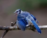 Juvi Blue Jay Wings Open on branch with bokeh