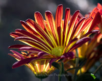 Magenta Yellow Mum_closeup