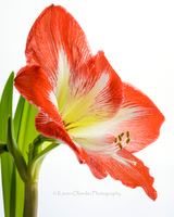Orange Amaryllis on white