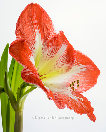Orange Amaryllis on white