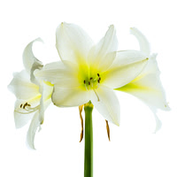 White Amaryllis Blooms_colorfx square