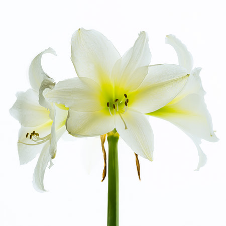 White Amaryllis Blooms_colorfx square