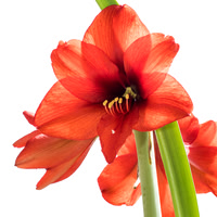 Red Amaryllis Blooms against white sunlight square