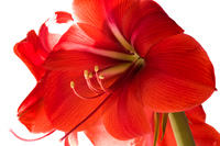 Red Amaryllis Bloom against white