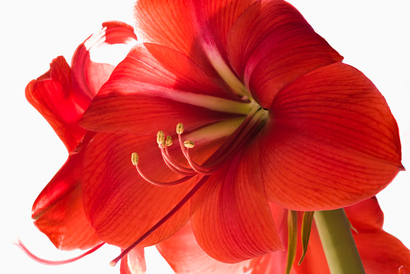 Red Amaryllis Bloom against white
