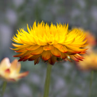 Strawflowers_lighter square