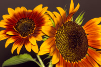 Yellow Red Sunflowers Showoffs