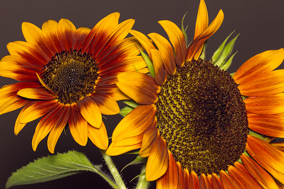 Yellow Red Sunflowers Showoffs