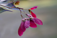 Redbud Seed Wings