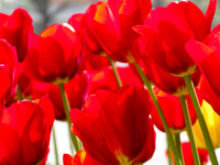 "Thank you" Red Tulips at Medfusion