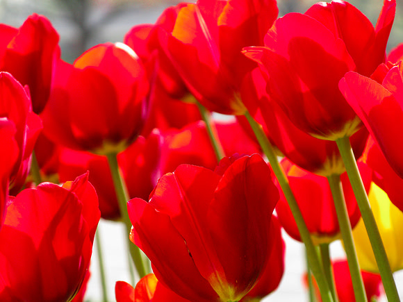 "Thank you" Red Tulips at Medfusion