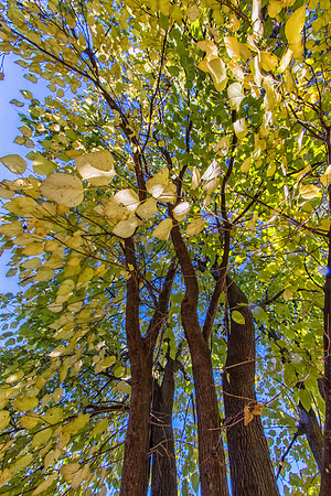 Poplar Trees_colorfx custom