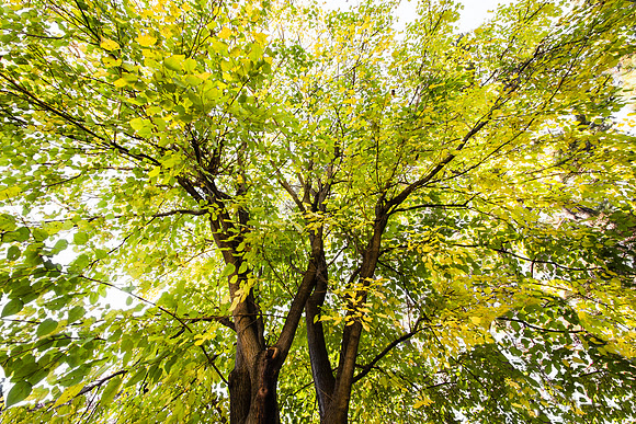 Poplar Tree Full Frontal