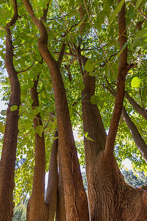 "Thinking of you" Poplar Branches Early Fall