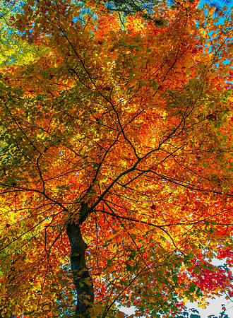 Lake Lynn Fall Maple Colors