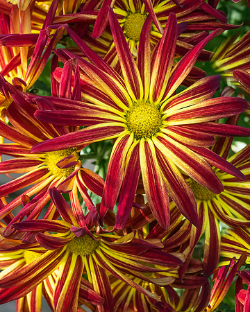 Closeup Red Yellow Mums