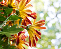"Thanks" Backlit Red Yellow Mums
