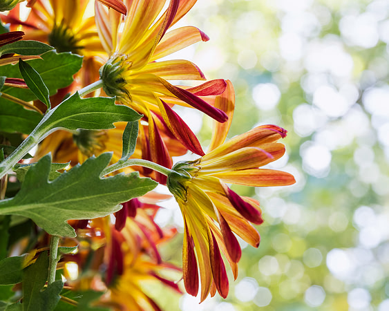 "Thanks" Backlit Red Yellow Mums