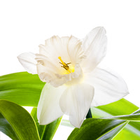 Daffodil Among Orchid Leaves