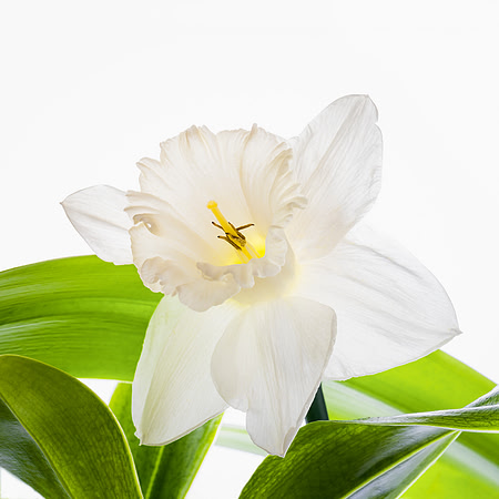 Daffodil Among Orchid Leaves