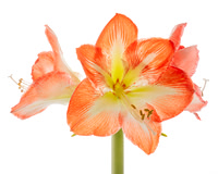 Red Orange Amaryllis 3 blooms (one left)