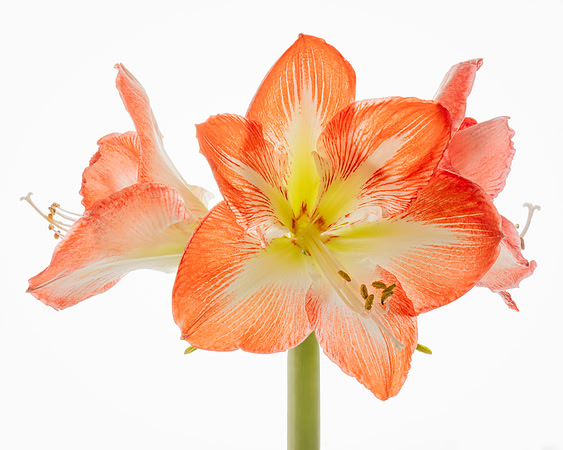 Red Orange Amaryllis 3 blooms (one left)